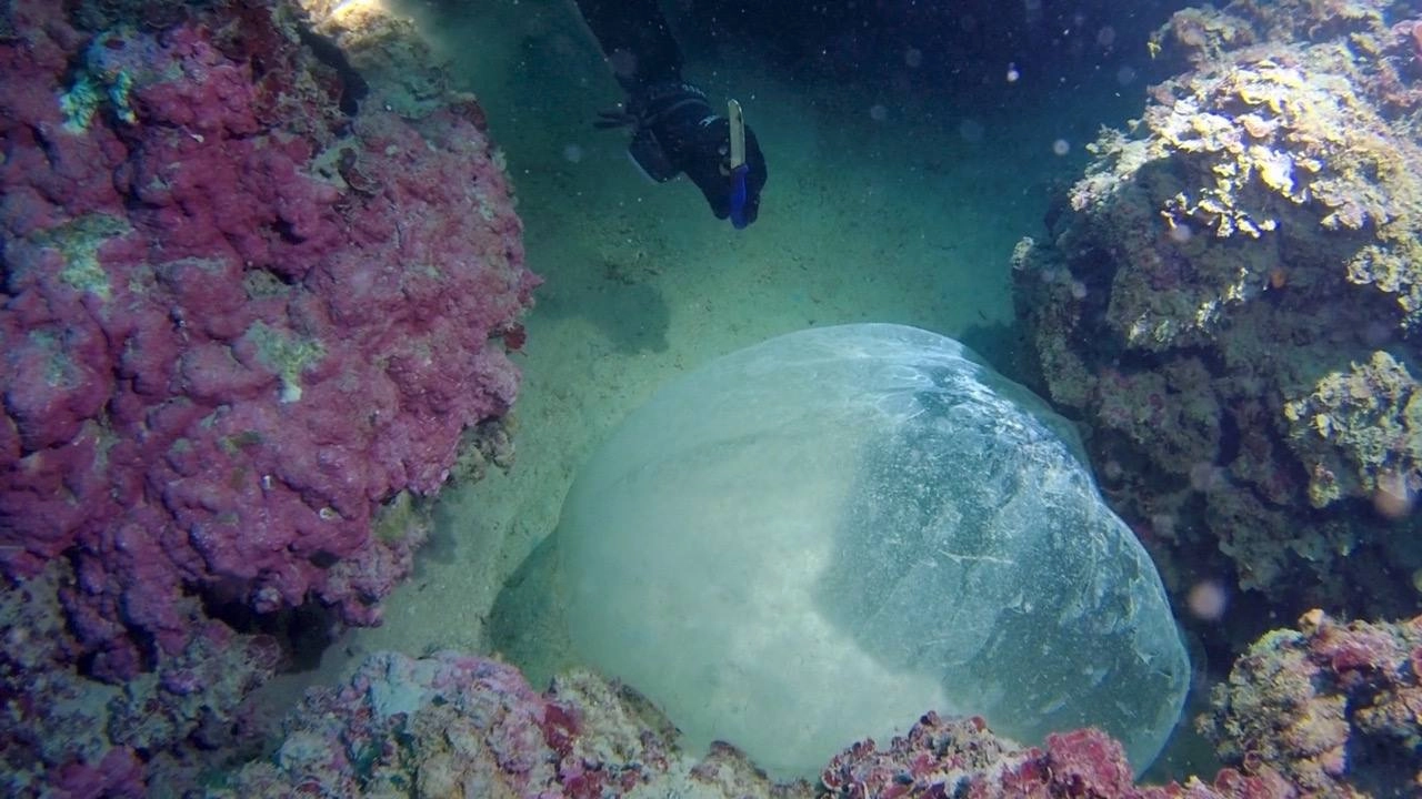 Il ritrovamento di uova di calamaro volante a Calafuria (Reef Check Italia Onlus)