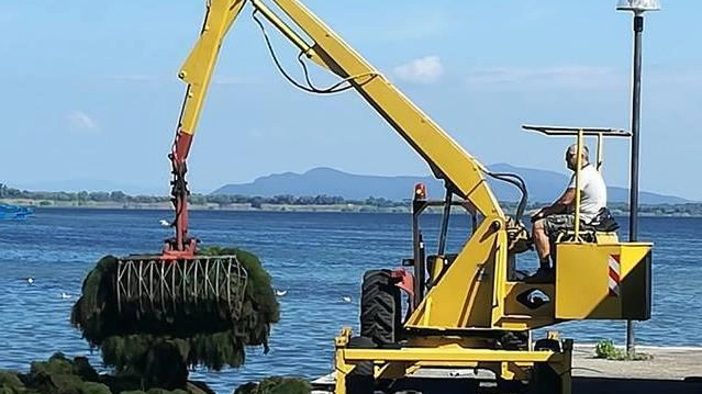 Laguna, subito un intervento Saranno rimosse le alghe Si studia una soluzione duratura Laguna, subito un intervento Saranno rimosse le alghe Si studia una soluzione duratura