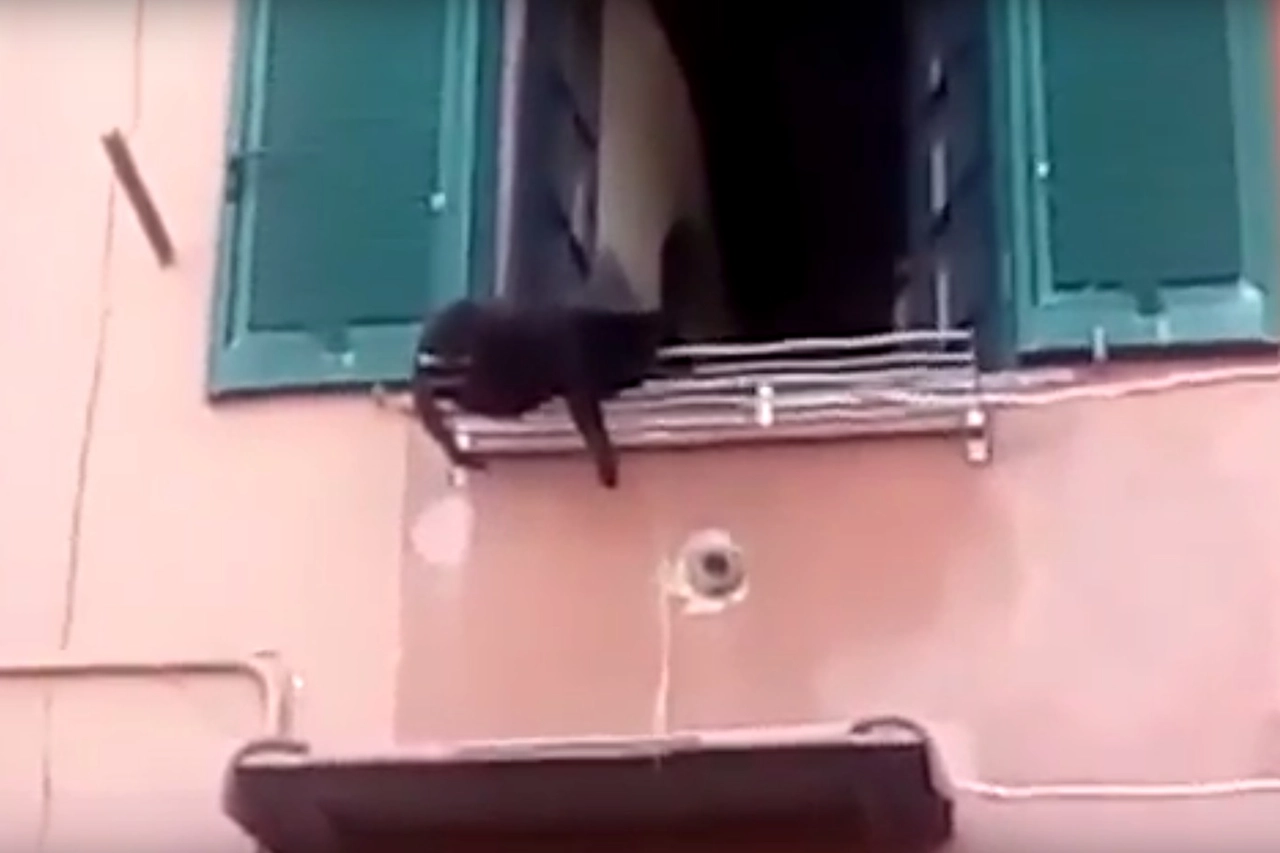Un gatto frescheggia sullo stendipanni