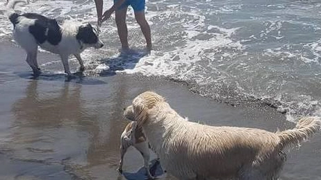 A Marina di Pietrasanta la presenza dei cani è consentita in quasi la metà degli stabilimenti. Ma alcuni proprietari non rispettano le regole