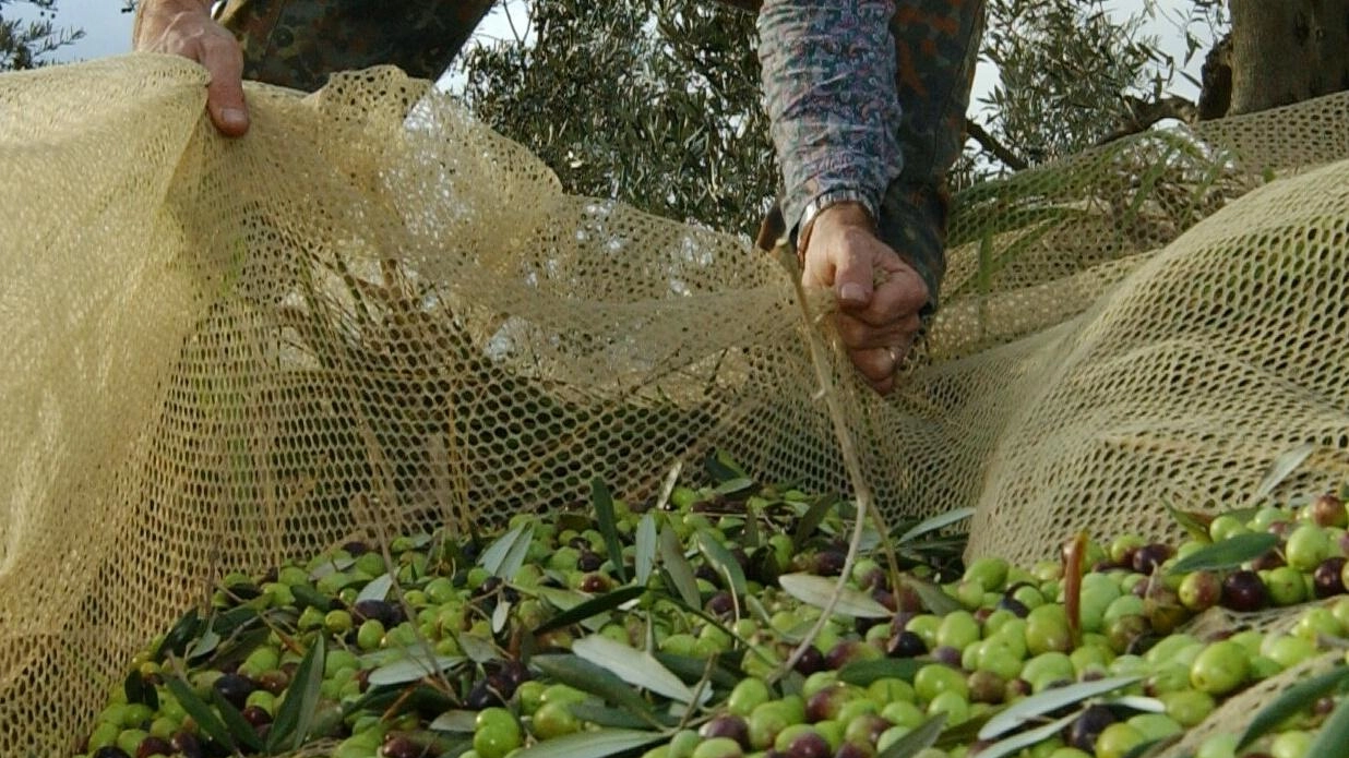 Olive, raccolta beffarda: "Olio di buona qualità. Ma produzione in calo". Impennata sui listini