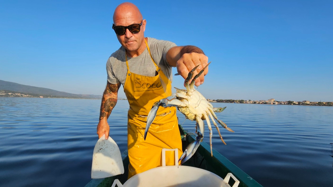 Un pescatore nella laguna di Orbetello con un esemplare di granchio blu, una specie che sta proliferando in maniera incontrollata