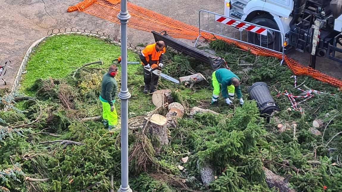 Decine di alberi ko. Ma in Umbria nel 2022 ne sono stati piantati 67mila Decine di alberi ko. Ma in Umbria nel 2022 ne sono stati piantati 67mila