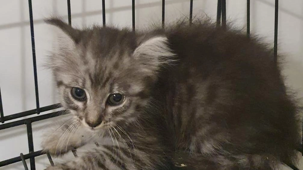 Un gattino in una foto di repertorio Un gattino in una foto di repertorio