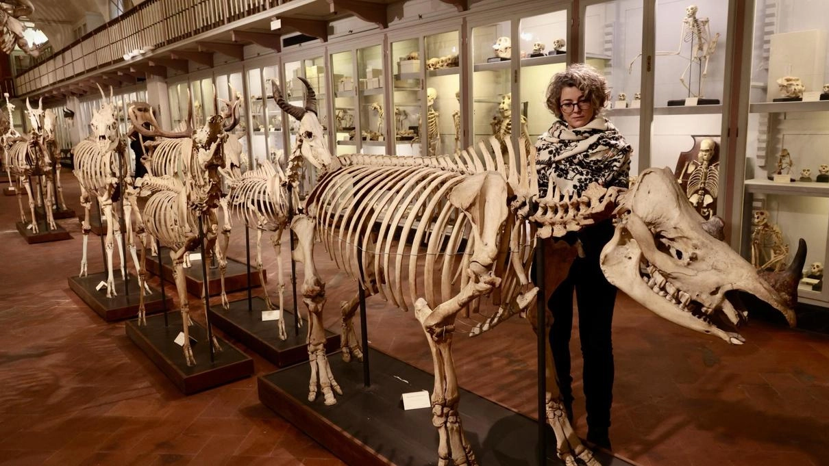 Nuova vita (e 13 sale) per la Specola: "Cultura e scienza per tutti"