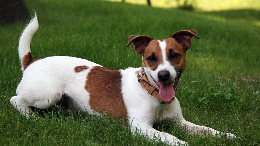 Un Jack Russell Terrier