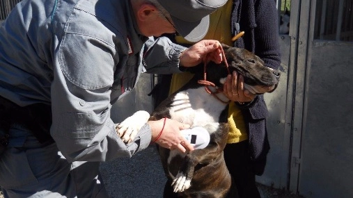 Uno dei cani salvati