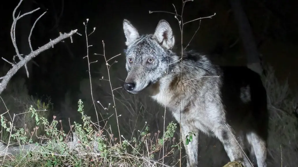Vaiano, avvistati due lupi in centro La corsa lungo la 325 in un video Vaiano, avvistati due lupi in centro La corsa lungo la 325 in un video