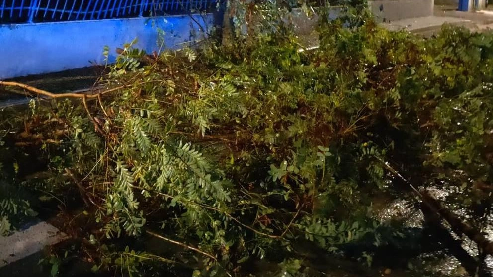 In corso la verifica degli alberi colpiti dalla libecciata di venerdì In corso la verifica degli alberi colpiti dalla libecciata di venerdì