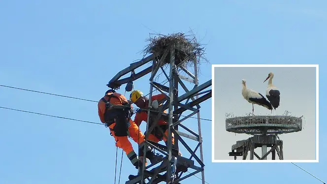 I tecnici al lavoro e le cicogne nel nido I tecnici al lavoro e le cicogne nel nido