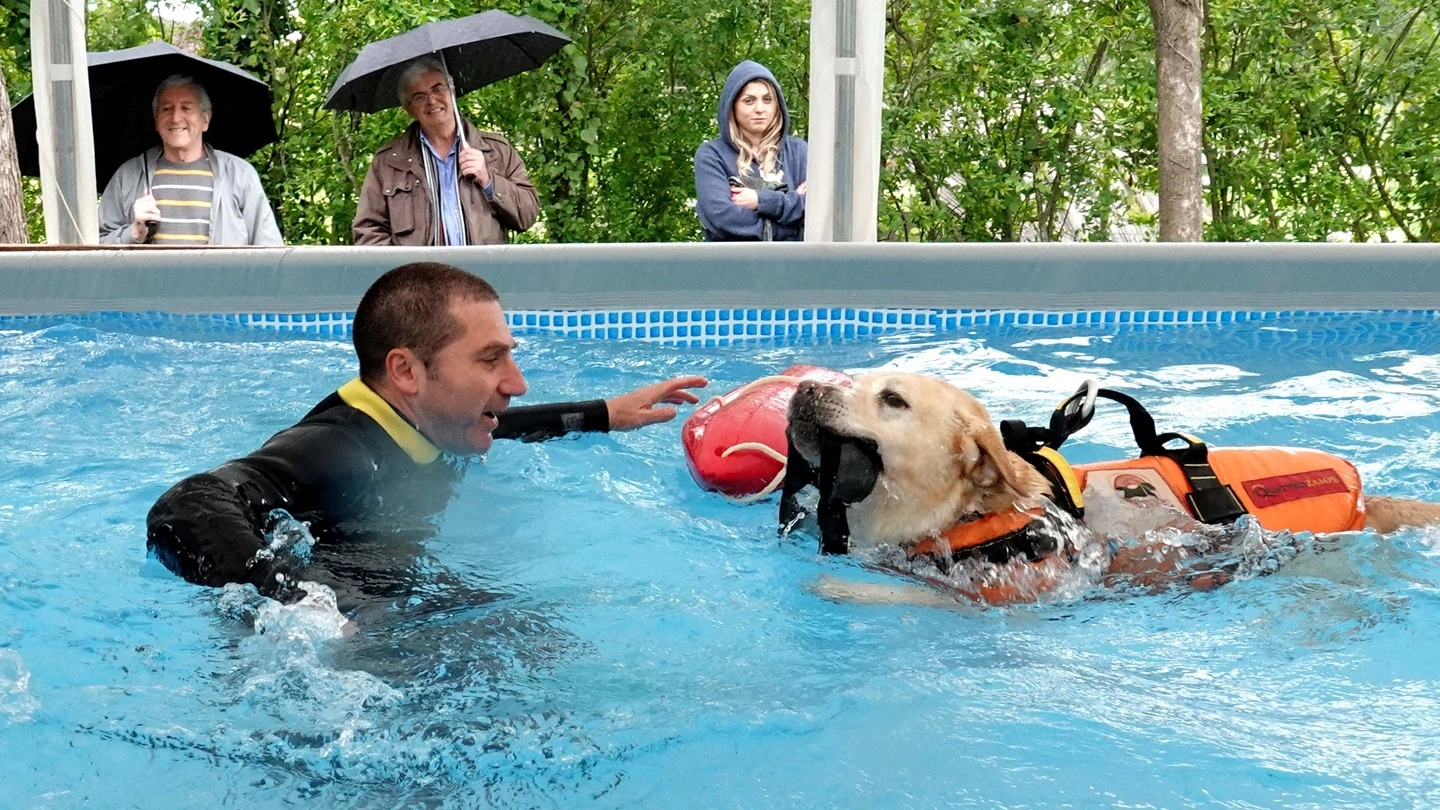 Cani da soccorso in acqua, piscina e campo di addestramento a Firenze