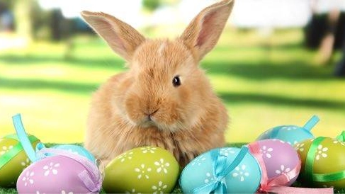 Coniglio, uova: simboli della Pasqua