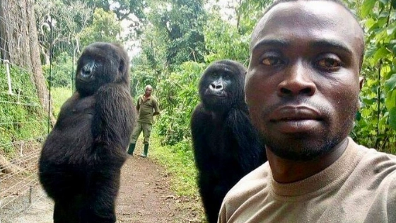 Morta Ndakasi, la gorilla del selfie che fece il giro del mondo (foto Virunga  Park)