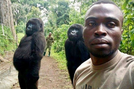 Morta Ndakasi, la gorilla del selfie che fece il giro del mondo (foto Virunga Park)