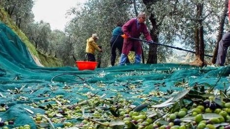 Raccolta delle olive (foto di repertorio)