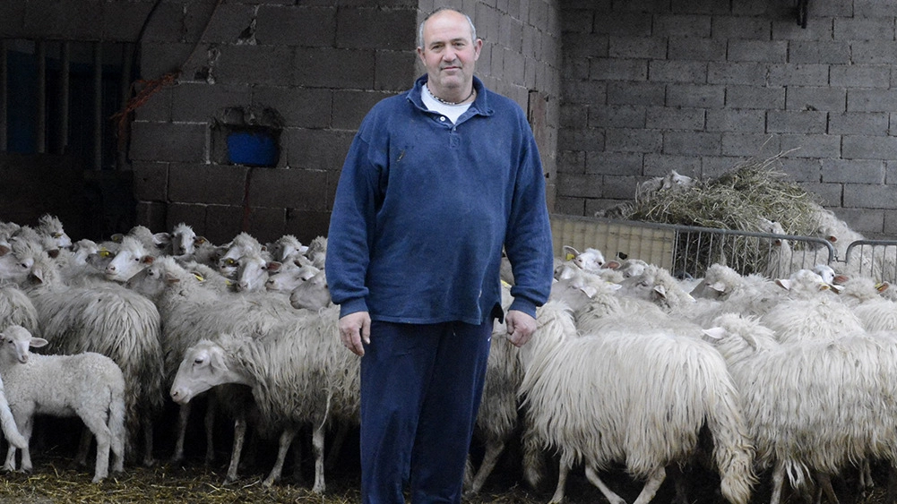 Un allevatore in una foto d’archivio. I lupi sono un pericolo per le pecore al pascolo