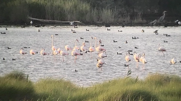 I fenicotteri rosa nell'oasi di Orbetello 