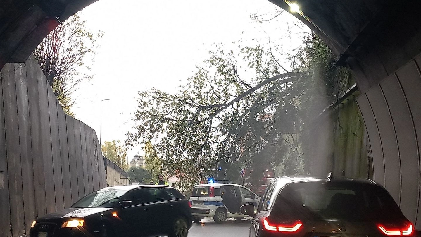 Mattinata di passione per migliaia di automobilisti in centro a causa dello stop al transito nel tunnel. La giunta vara un piano da 100mila euro per intervenire sulle piante a rischio