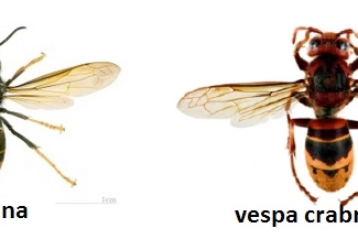 La vespa velutina