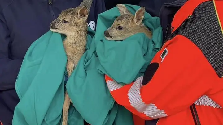 Soccorsi dalla Pa Cuccioli di capriolo lungo la strada Soccorsi dalla Pa Cuccioli di capriolo lungo la strada