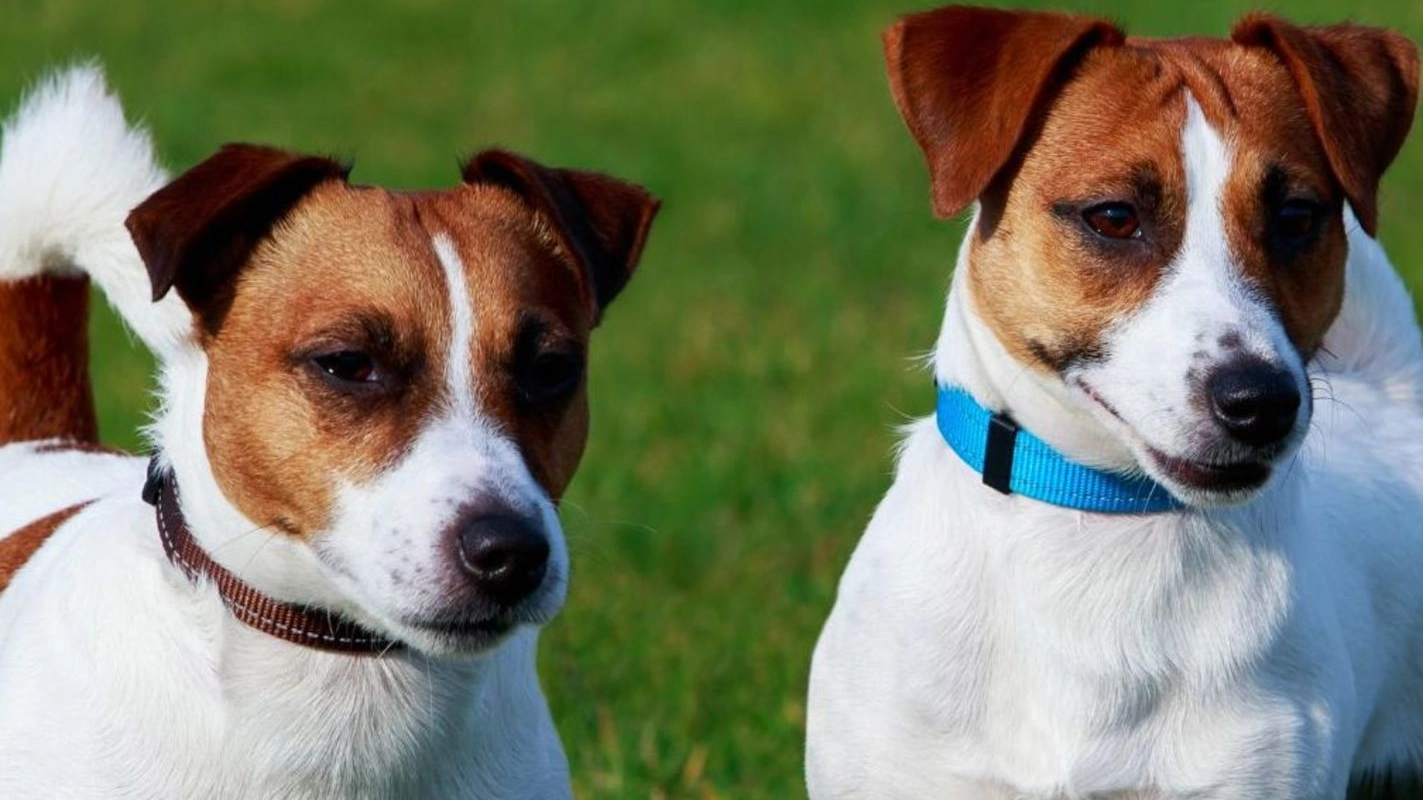 Due esemplari di Jack Russell Due esemplari di Jack Russell