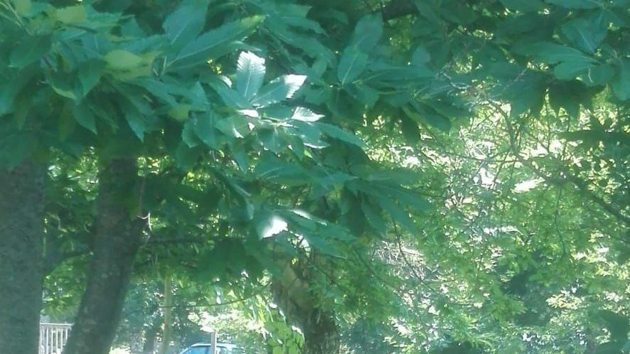 Cittadini perplessi  "Alberi da abbattere  per la nuova caserma?"