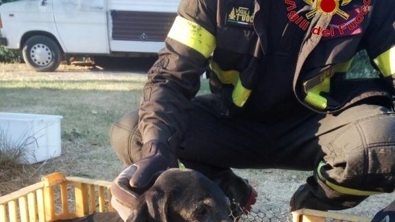 Il cane recuperato dai vigili del fuoco