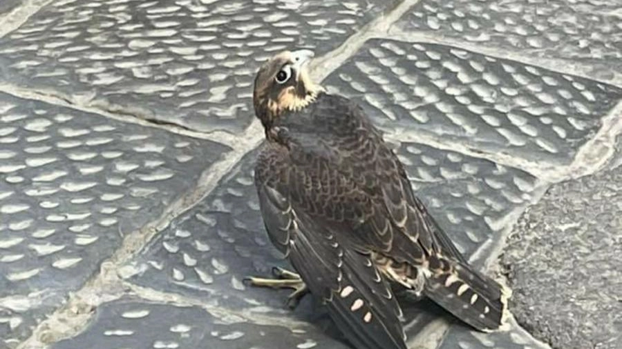 Il falco pellegrino trovato in via Calzaiuoli 