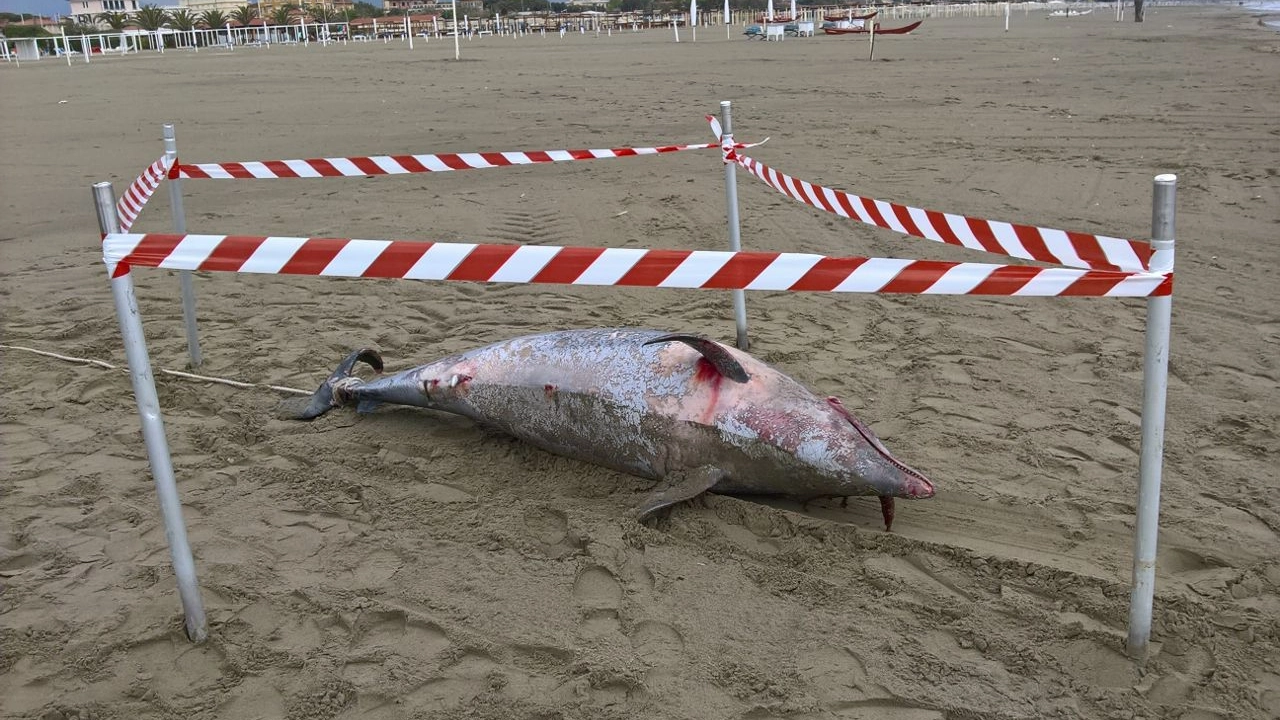 Il delfino trovato sulla spiaggia a Marina di Pietrasanta