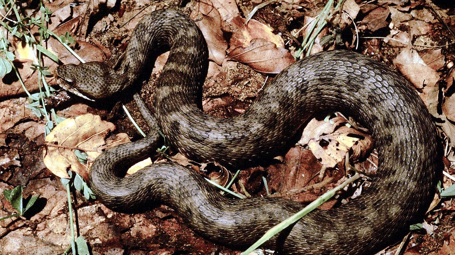 Una vipera (foto di repertorio Ansa)