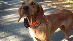 Un cane con un collare elettrico (foto d’archivio)