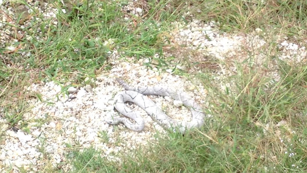 Il serpente a sonagli trovato dagli escursionisti durante la passeggiata tra Fiesole e Settignano