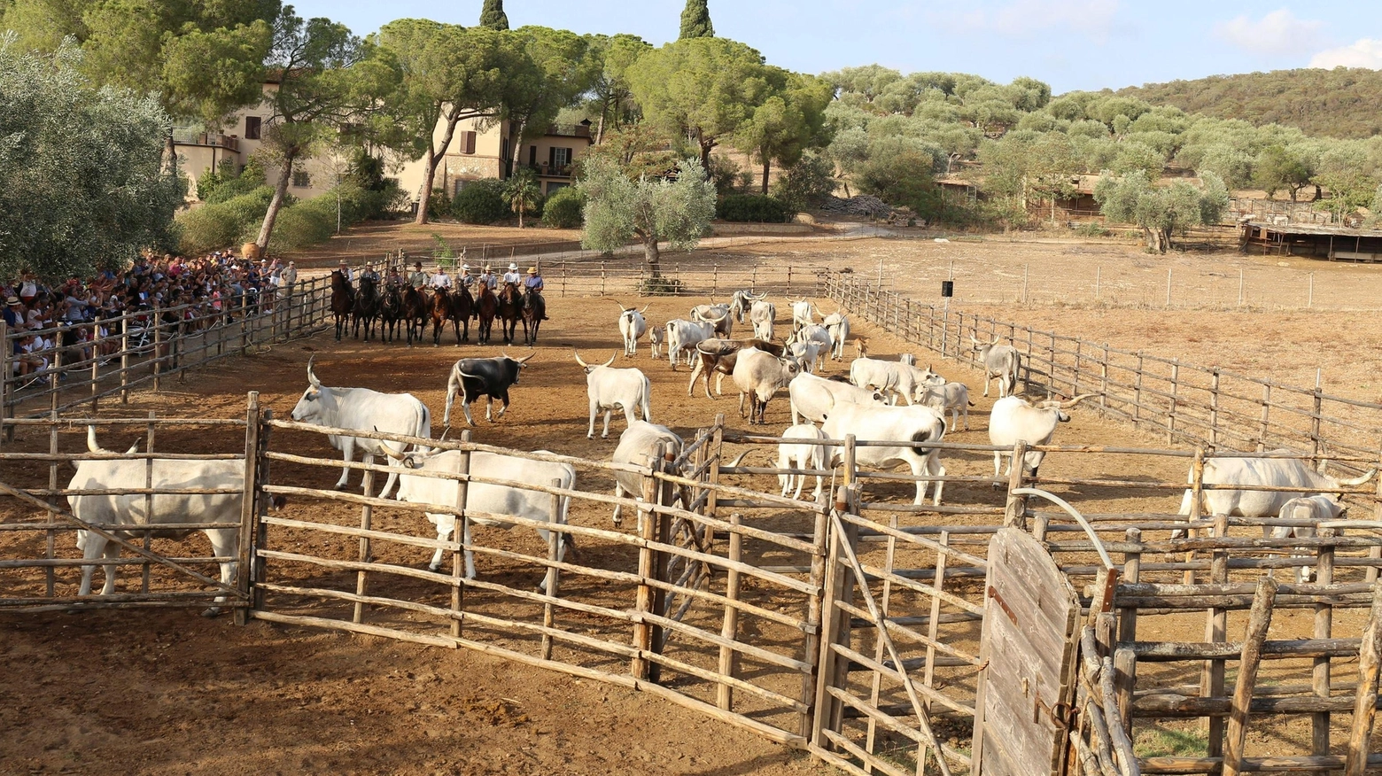 Spettacolo coi butterial Marruchetone. Giochi anche per bimbi Spettacolo coi butterial Marruchetone. Giochi anche per bimbi