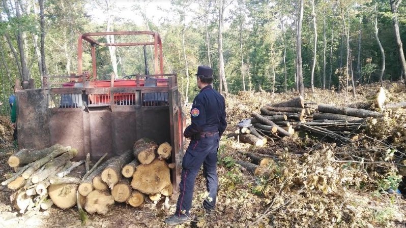 La legna delle querce tagliate nel bosco protetto
