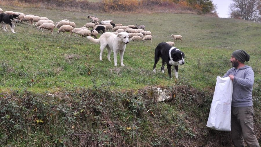 I cani pastore sono la «ricetta» del Parco del Casentino