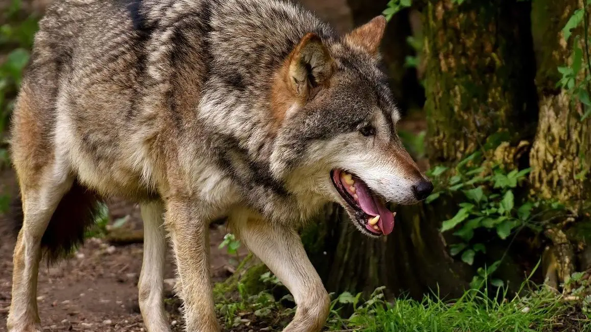 Maratoneta faccia a faccia con il lupo  "Era grande, mi sono bloccato dalla paura"