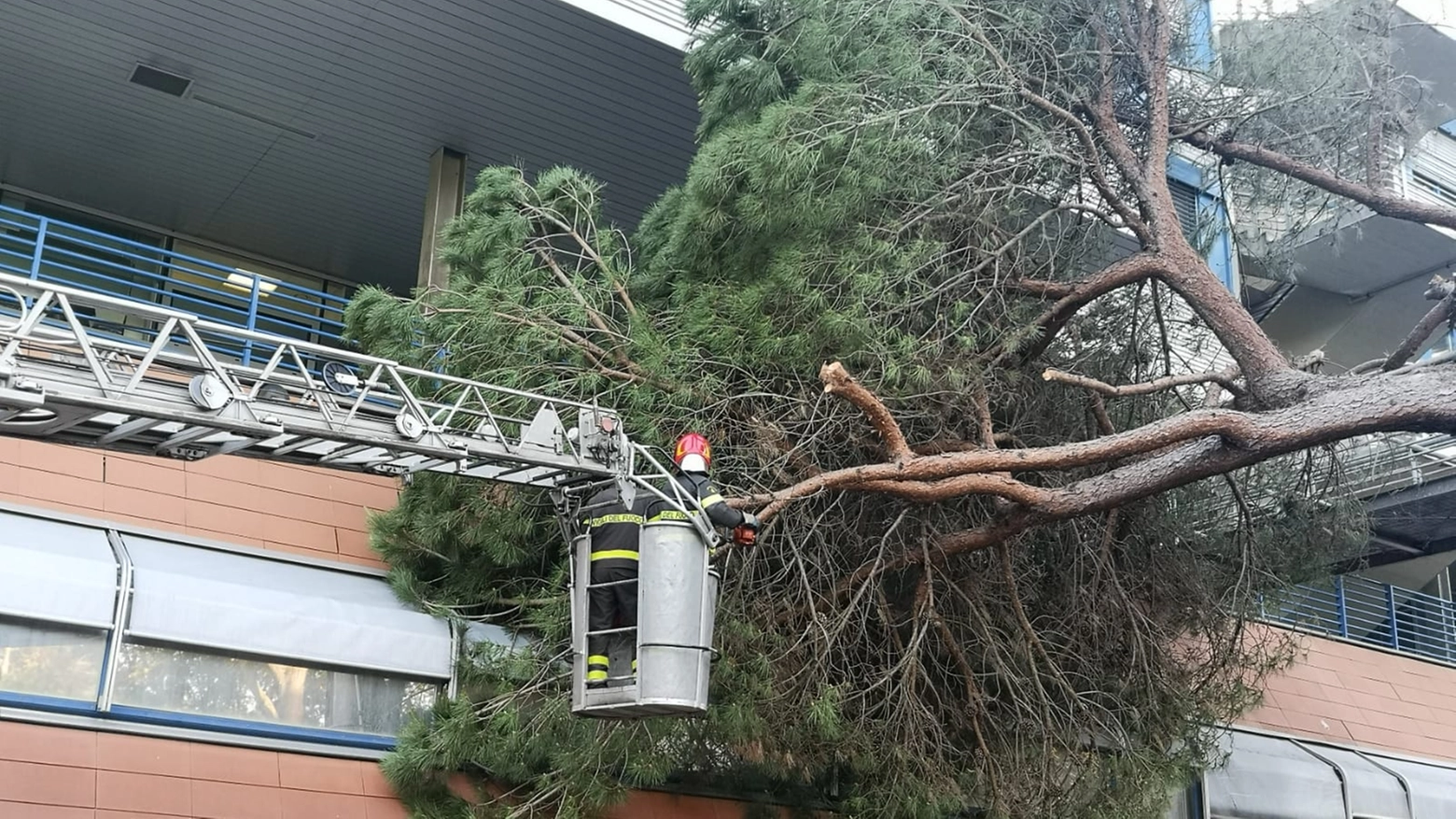 Il pino caduto nel giardino dell'ospedale Versilia