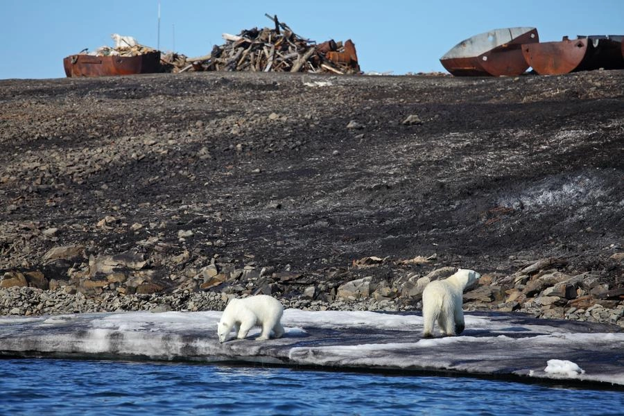 Anche gli orsi polari risentono del cambiamento climatico