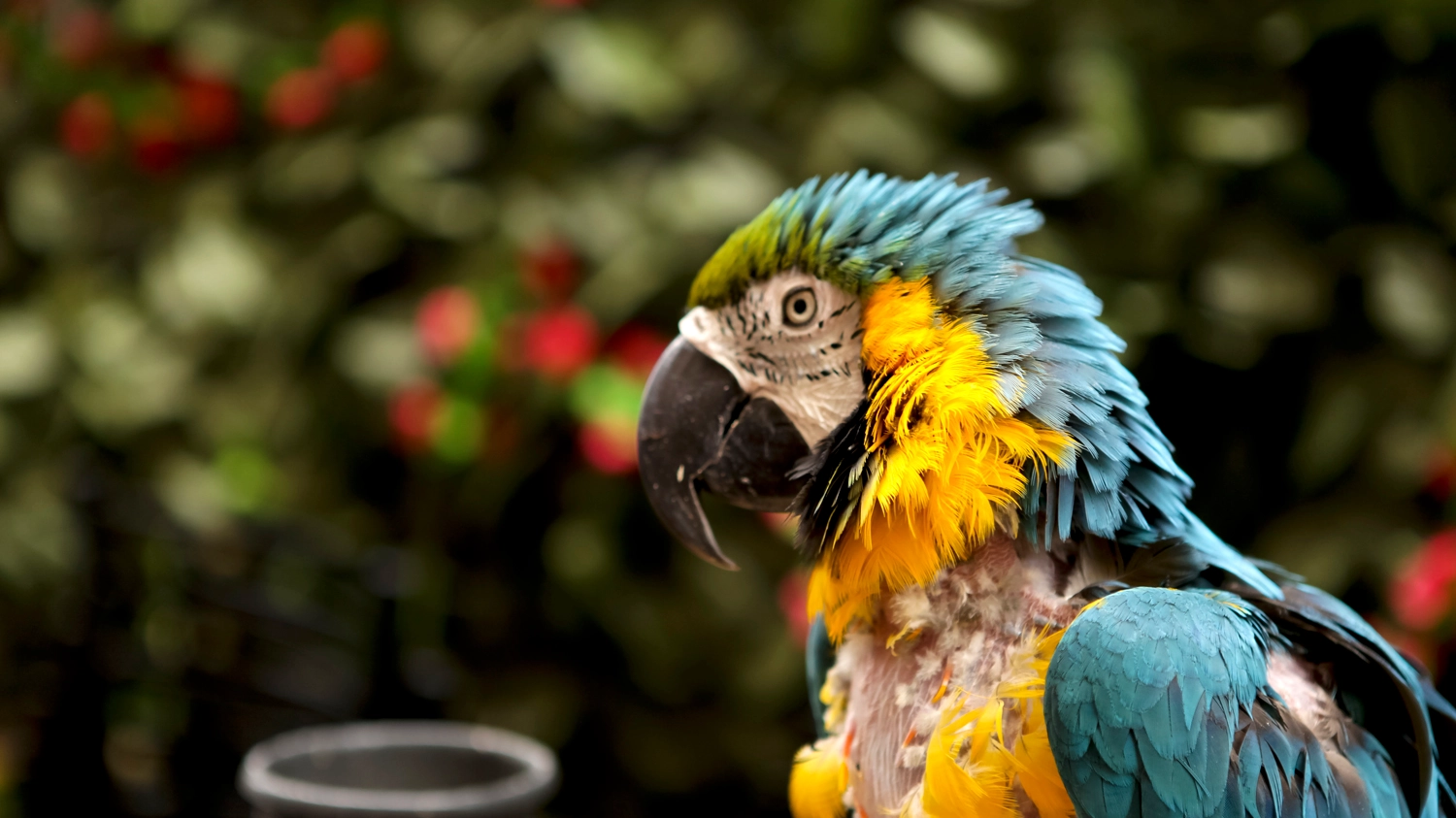 Un pappagallo (Foto L.Gallitto)
