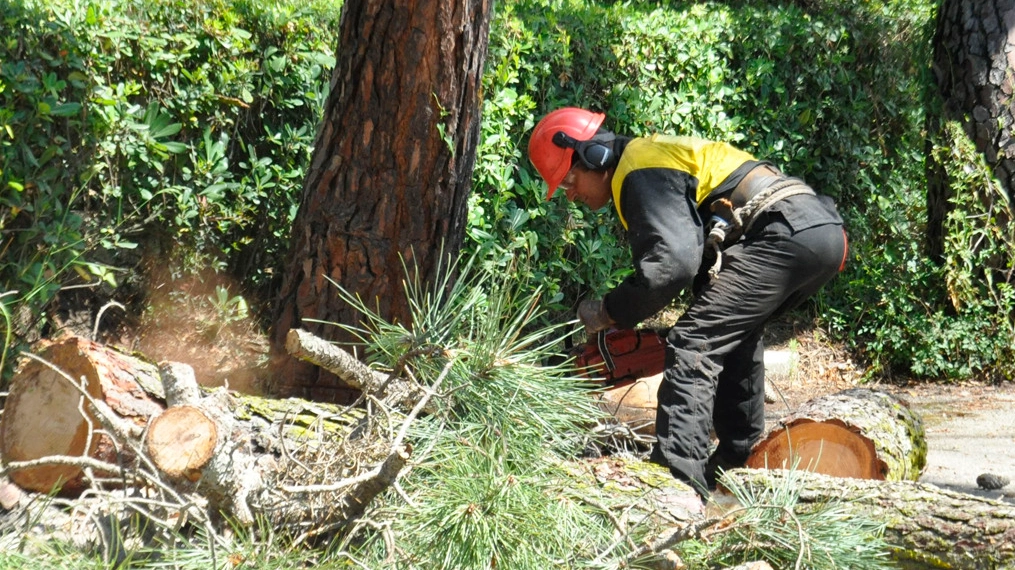 QUERELLE Il taglio dei pini è ancora una volta al centro della disputa tra gli ambientalisti, gli amministratori e anche i comitati scientifici