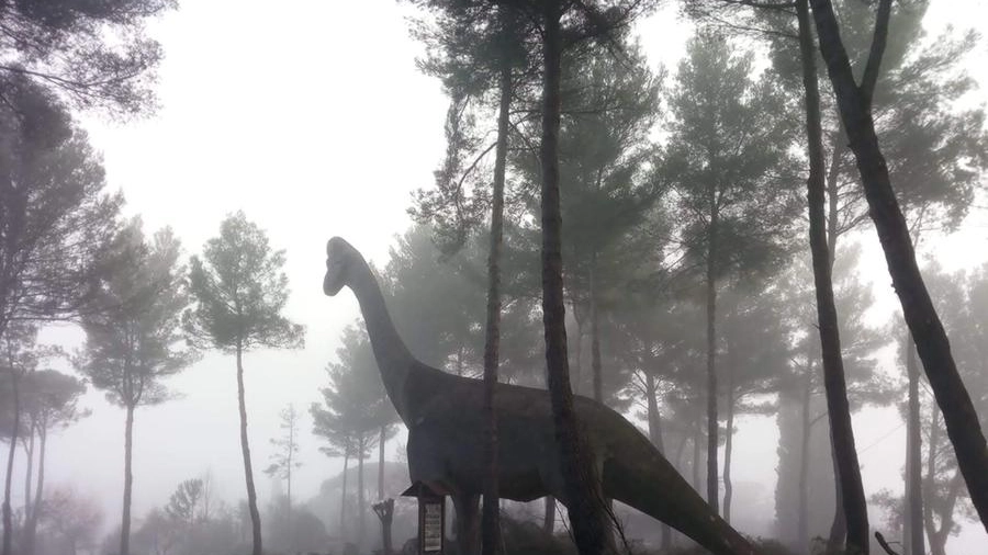 Il maxi dinosauro