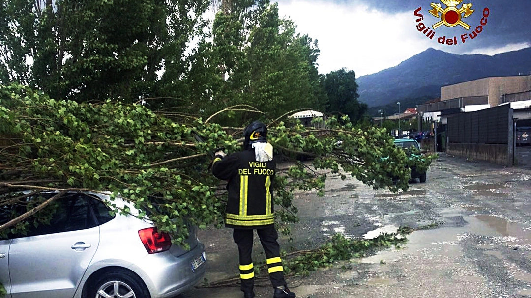 La Spezia, alberi cadono sulle auto
