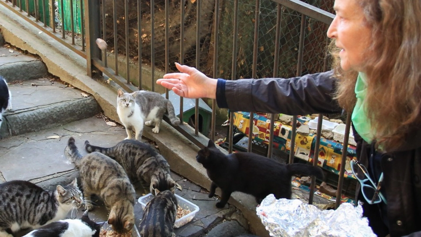 Tante persone  si occupano delle colonie feline dove ci sono gatti sterilizzati  e controllati  (Foto d’archivio)