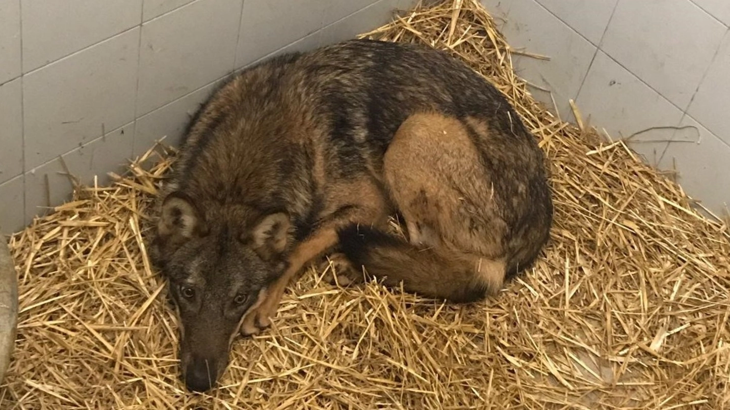 Porthos, uno dei lupi salvati all’ospedale didattico veterinario dell’Università di Pisa