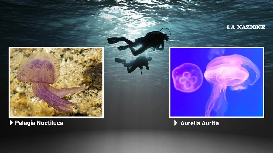 Le due meduse più comuni nei mari toscani