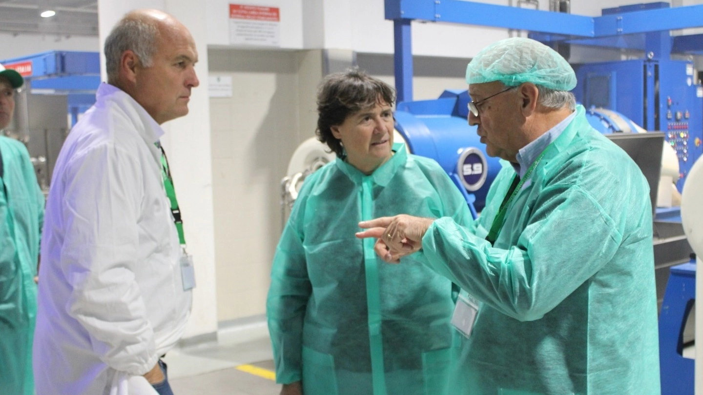 Raccolta delle olive e sopra il presidente della Cooperativa Olma Fabrizio Capecchi e l’assessora regionale all’agroalimentare Stefania Saccardi Raccolta delle olive e sopra il presidente della Cooperativa Olma Fabrizio Capecchi e l’assessora regionale all’agroalimentare Stefania Saccardi