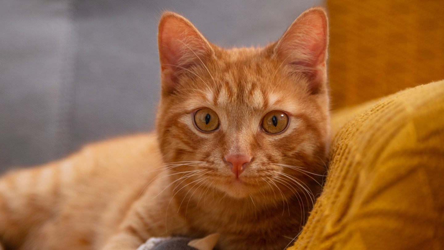 Il 32, 7 per cento degli italiani ha un animale in casa. I preferiti restano i cani (42%) e i gatti (34,4%) Il 32, 7 per cento degli italiani ha un animale in casa. I preferiti restano i cani (42%) e i gatti (34,4%)