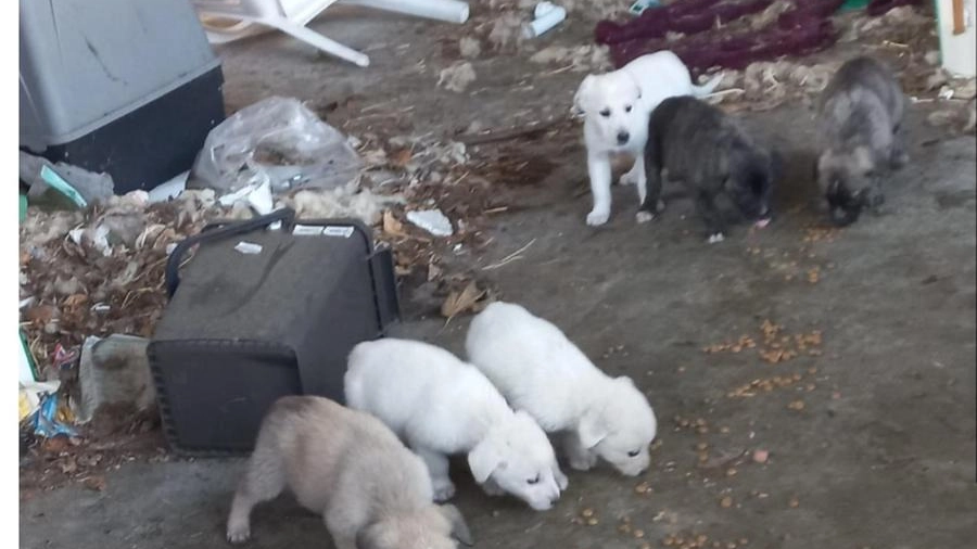 I cuccioli salvati a Borgo San Lorenzo