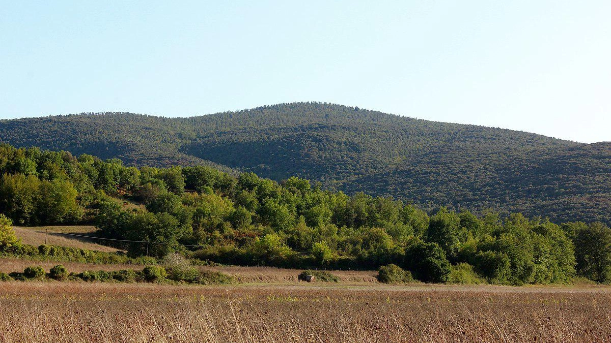 Montagnola, un vero caso  La rabbia dei silvicoltori