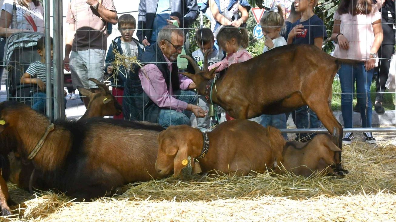 San Francesco d’Assisi. Bancarelle, arcieri e show. La città festeggia il patrono